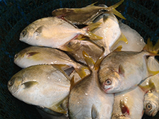 养殖金鲳鱼技术？如何来喂食才是最科学的呢？