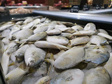 金鲳鱼的功效与作用及禁忌，金鲳鱼的营养价值